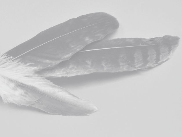 Eagle feathers under a grey gradient
