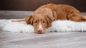 a sad dog lying down after their owners divorced